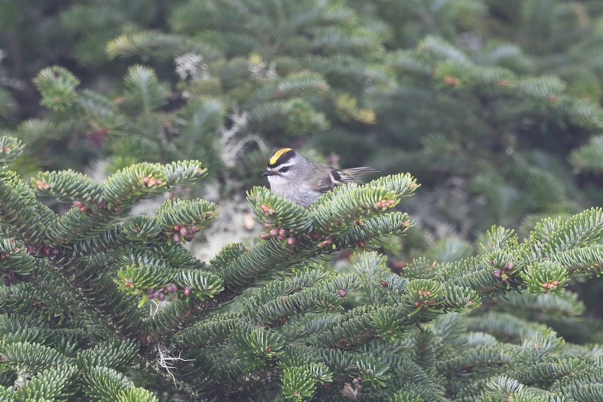 Golden-crowned Kinglet - Elsa Chen
