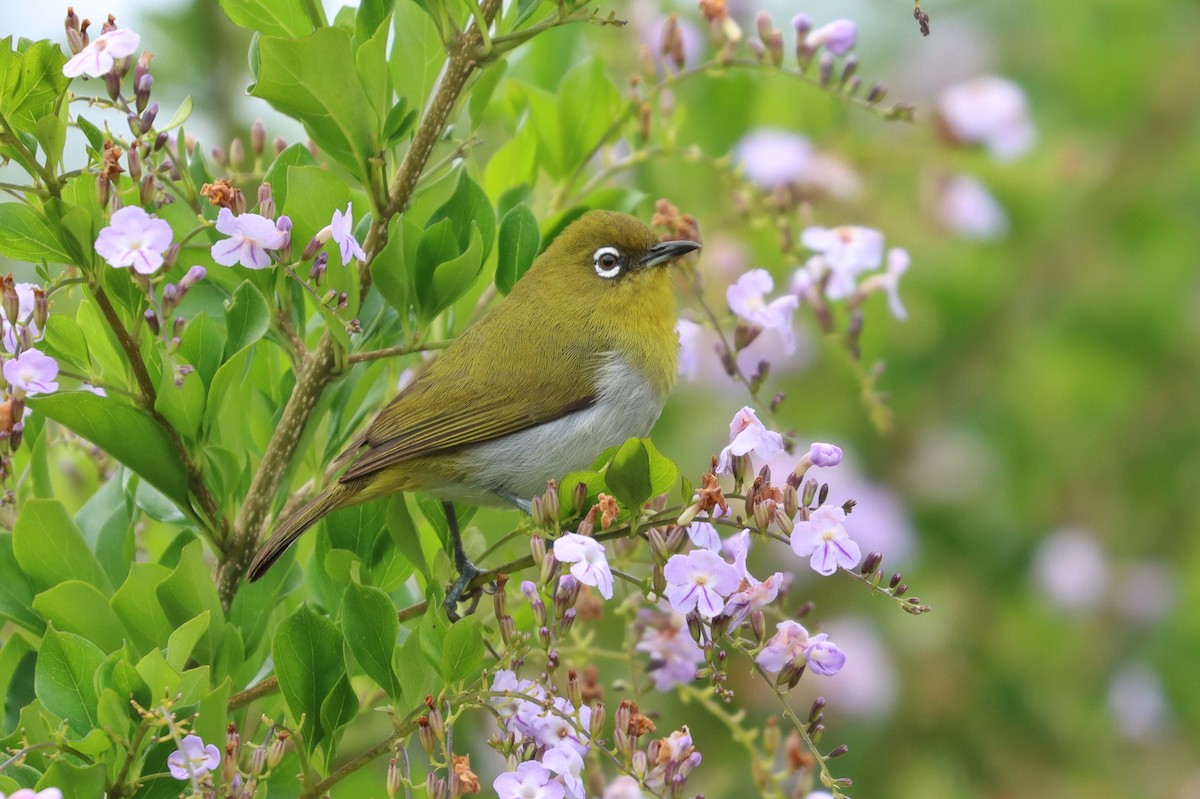 Sri Lanka White-eye - ML486151701