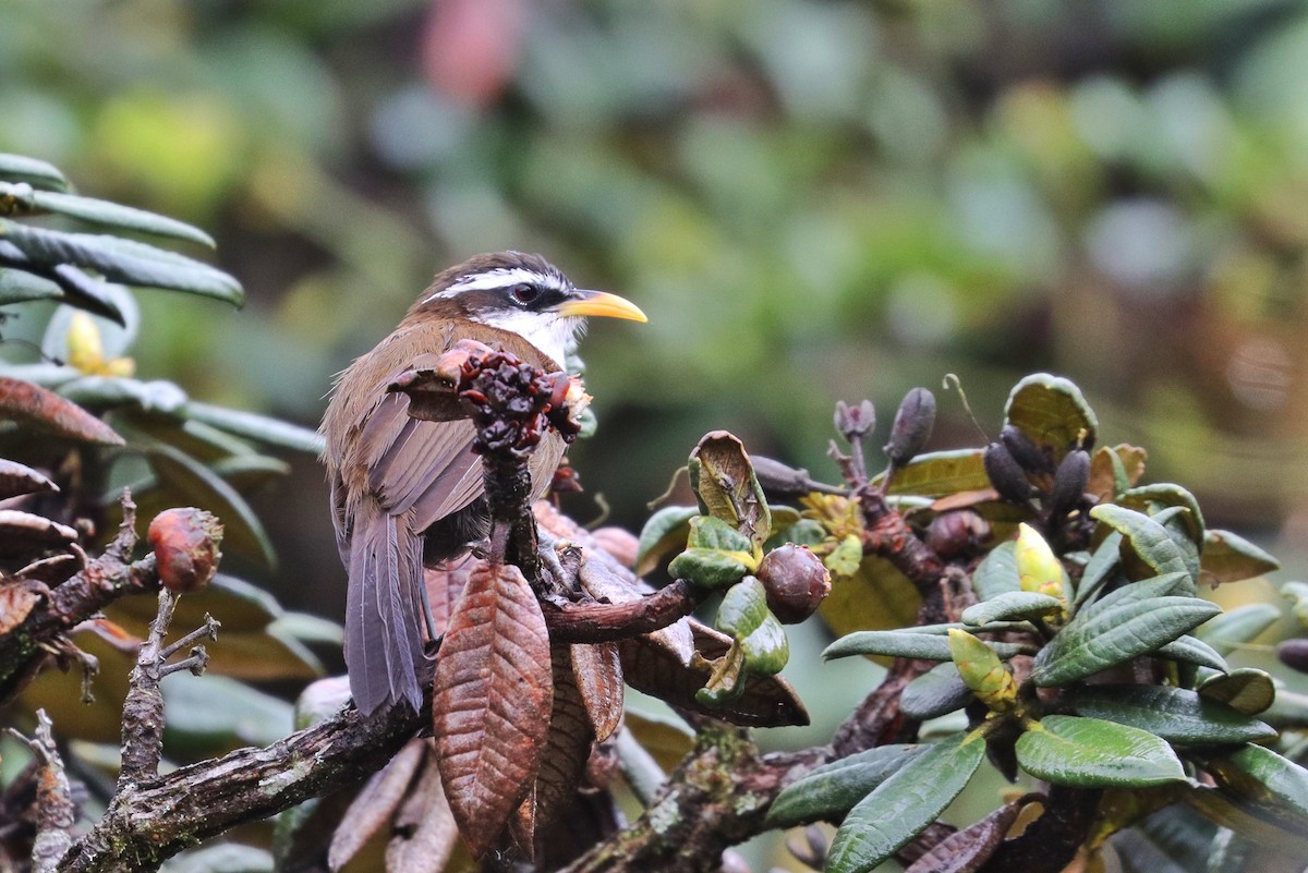 Sri Lanka Scimitar-Babbler - ML486151731