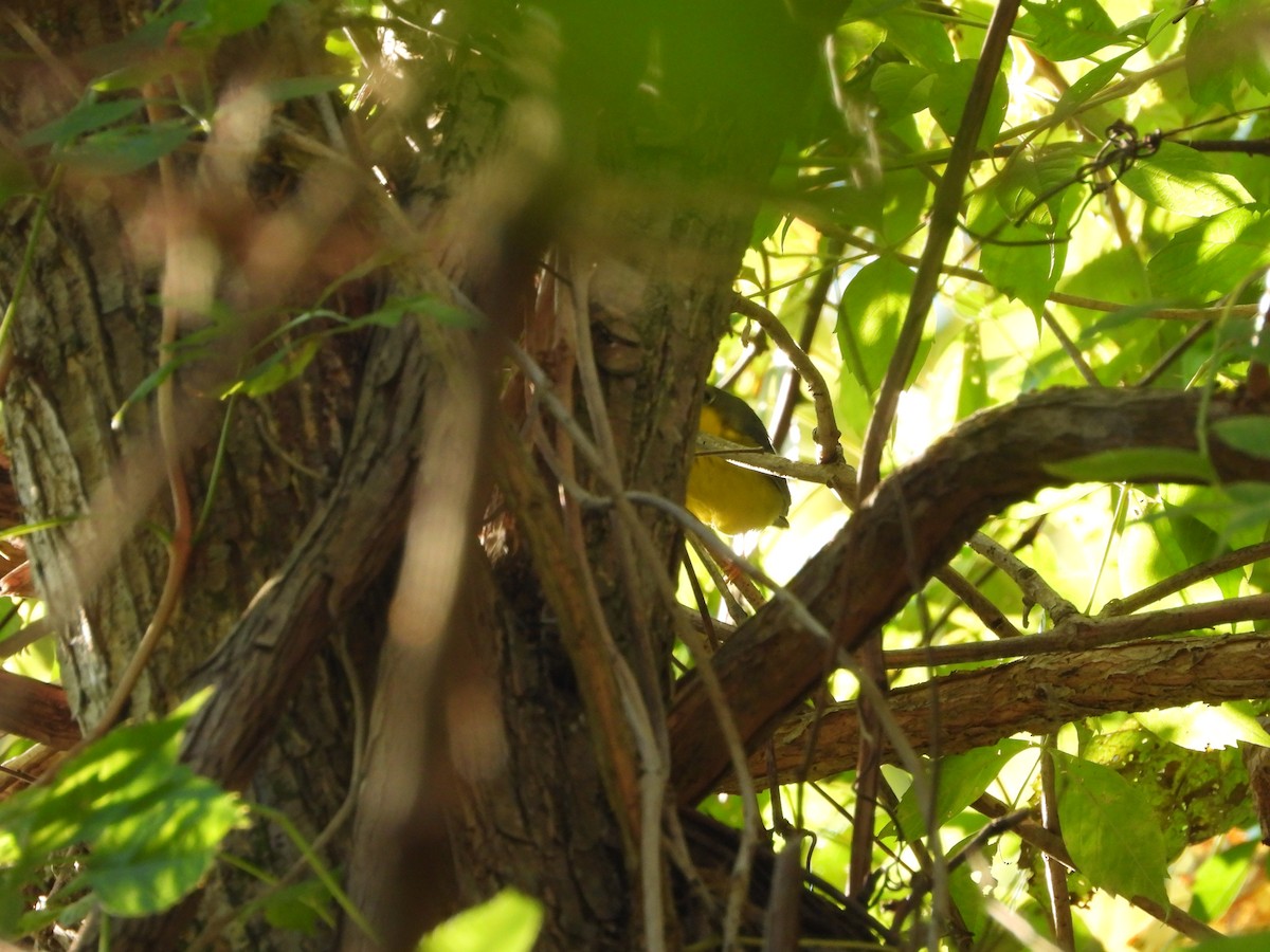 Canada Warbler - ML486151821