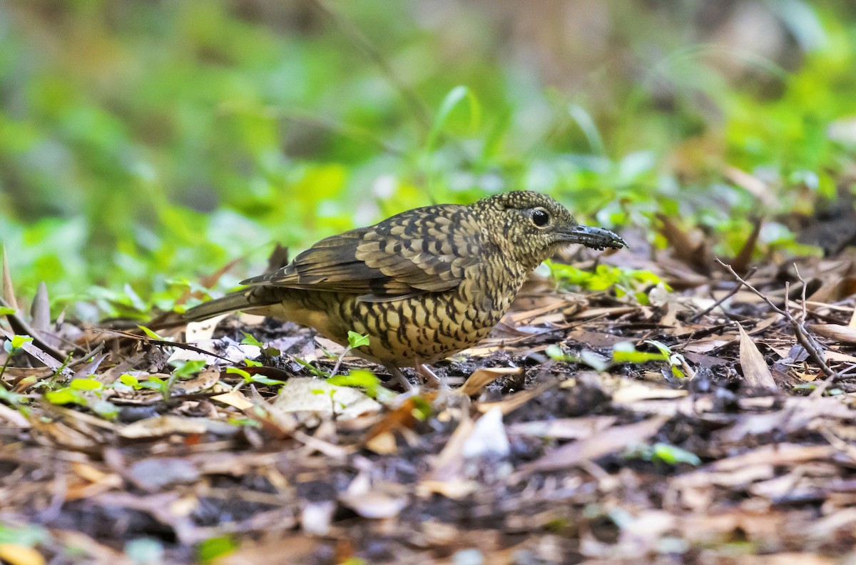 Sri Lanka Thrush - Osith Jayathunga