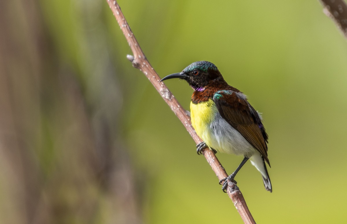 Loten's Sunbird - ML486152111