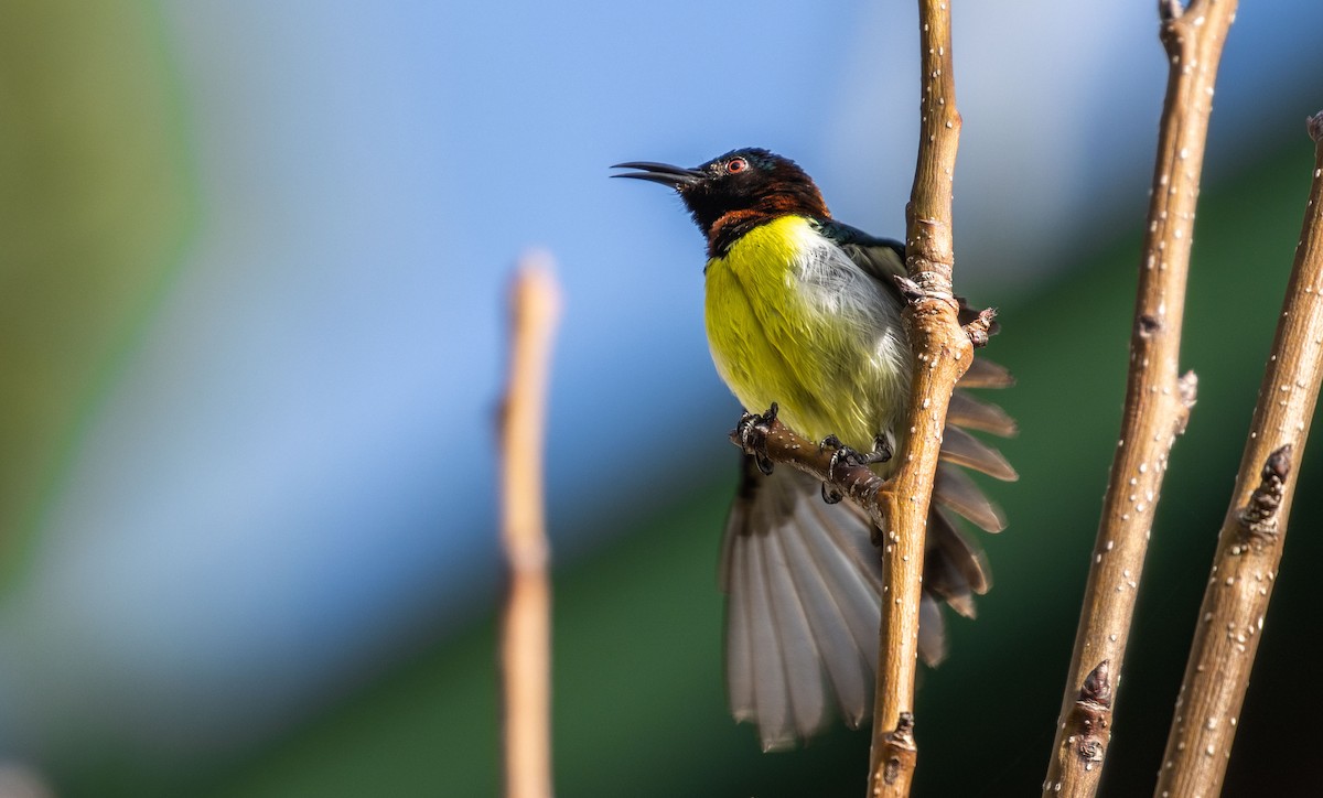 Loten's Sunbird - ML486152121