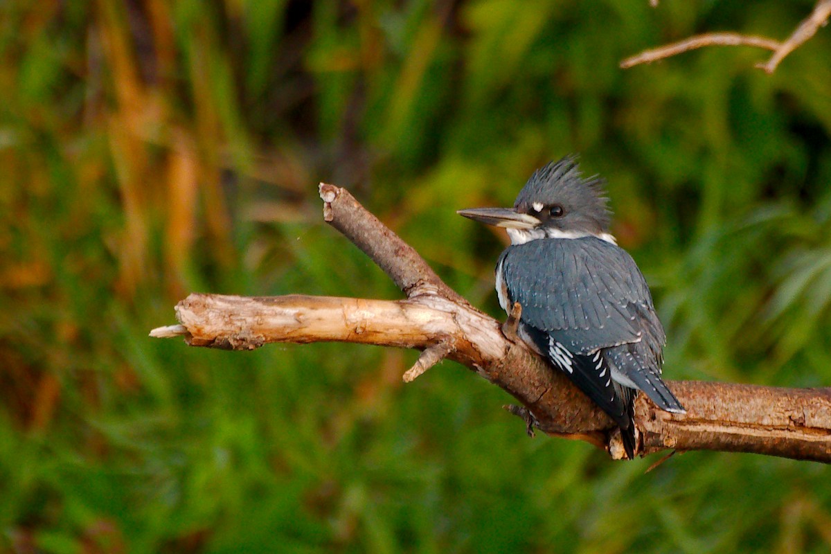 Belted Kingfisher - ML486152141