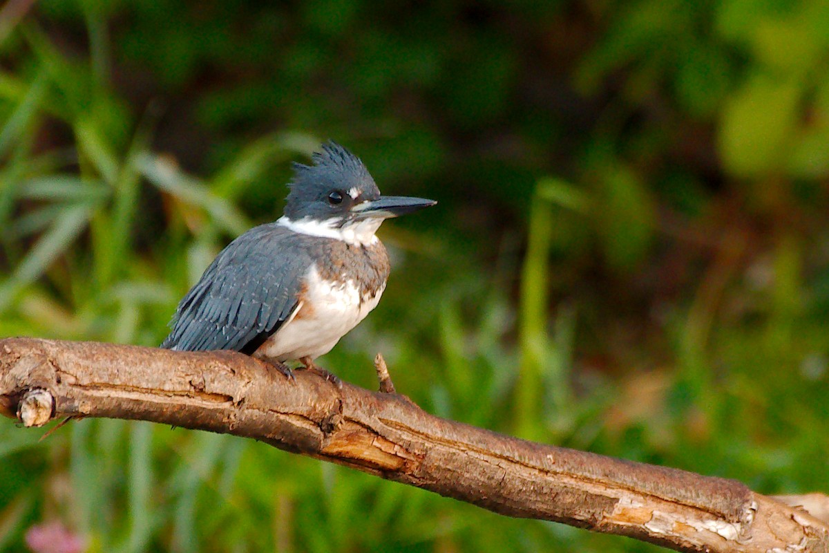 Belted Kingfisher - ML486152151