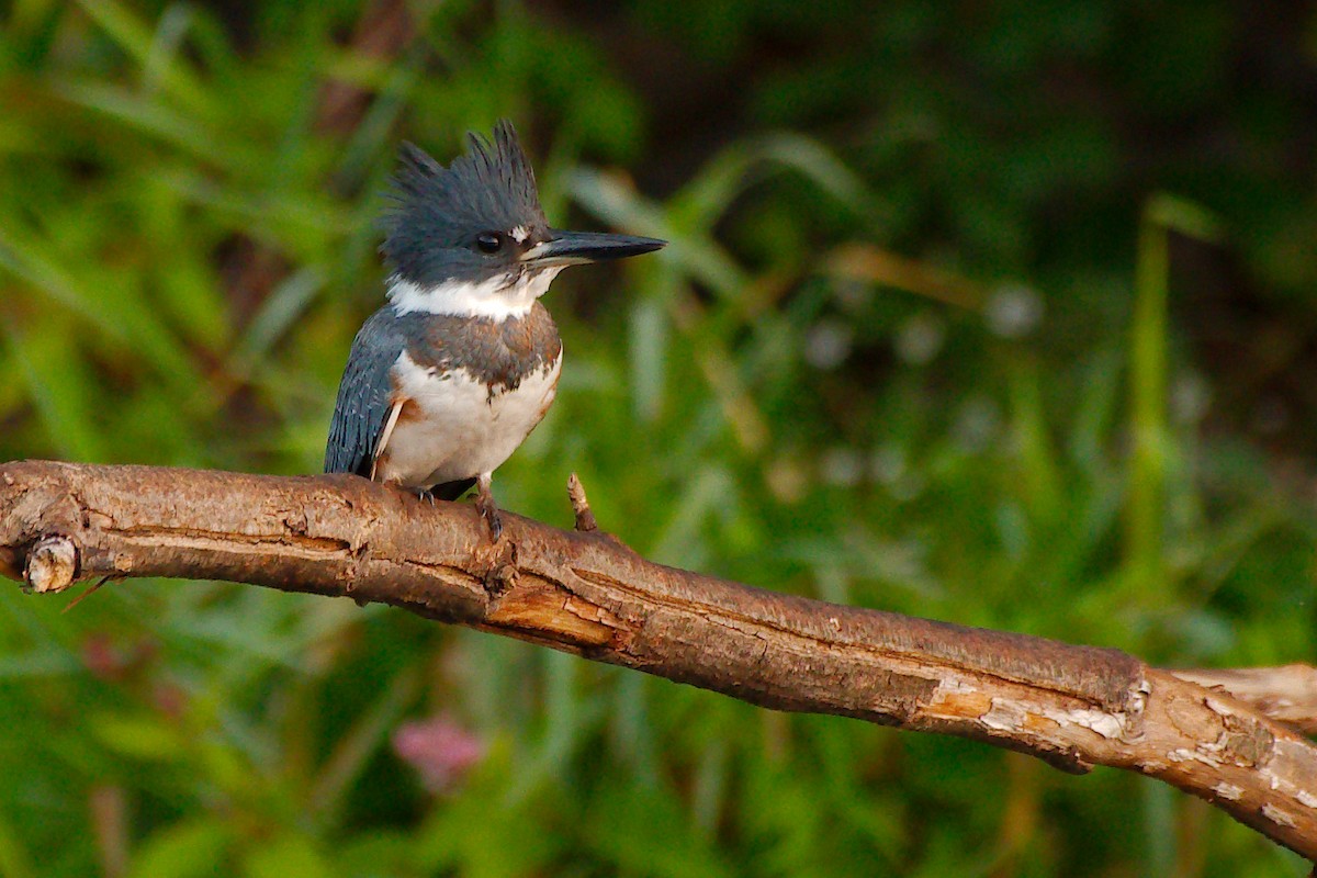Belted Kingfisher - ML486152161