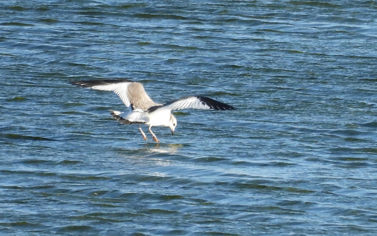 Sabine's Gull - ML486152291