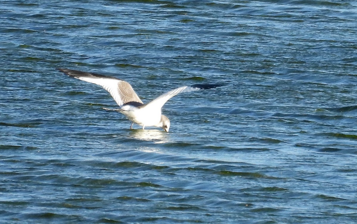 Mouette de Sabine - ML486152311