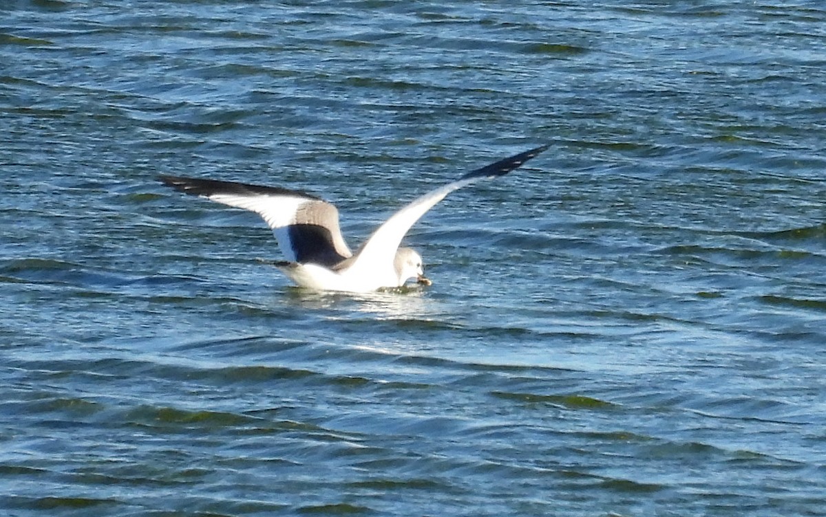 Mouette de Sabine - ML486152361