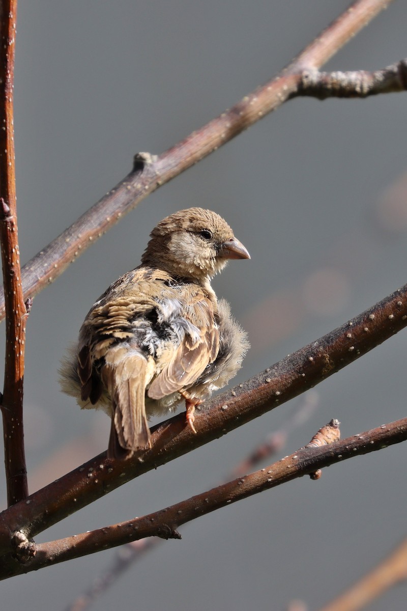 House Sparrow - ML486152481