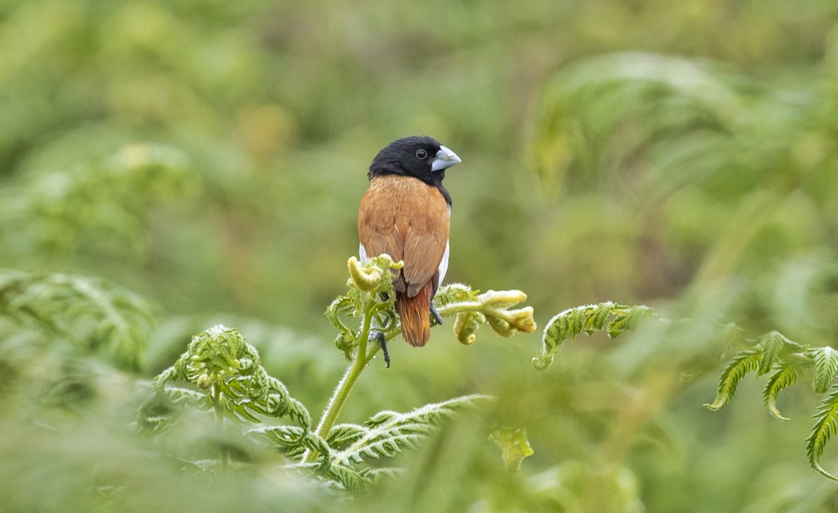 Tricolored Munia - ML486152751