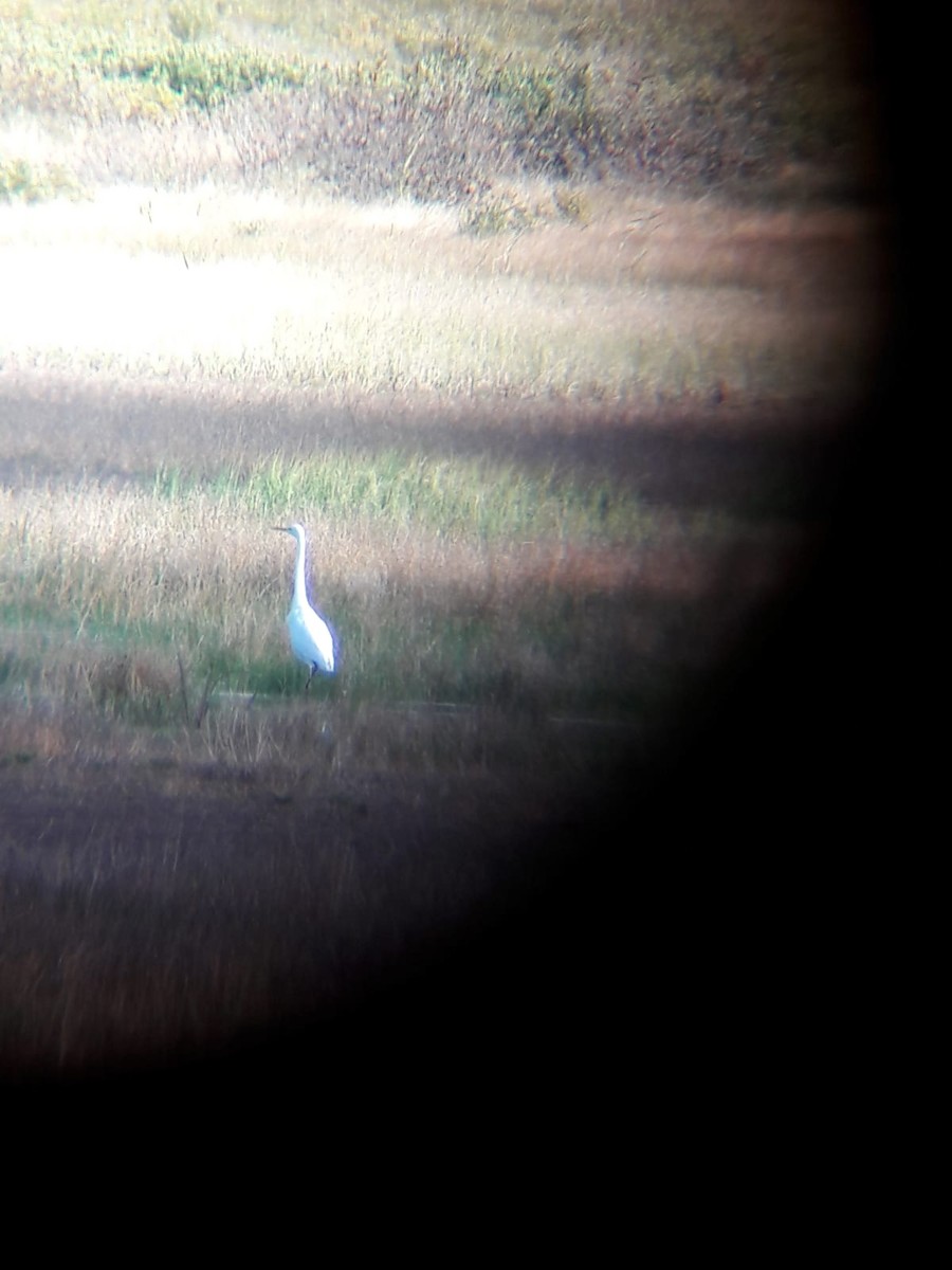 Great Egret - ML486153101