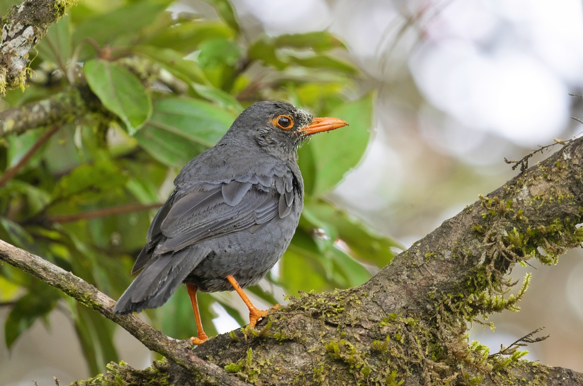 Indian Blackbird - ML486153211