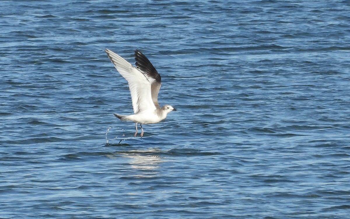 Gaviota de Sabine - ML486153281