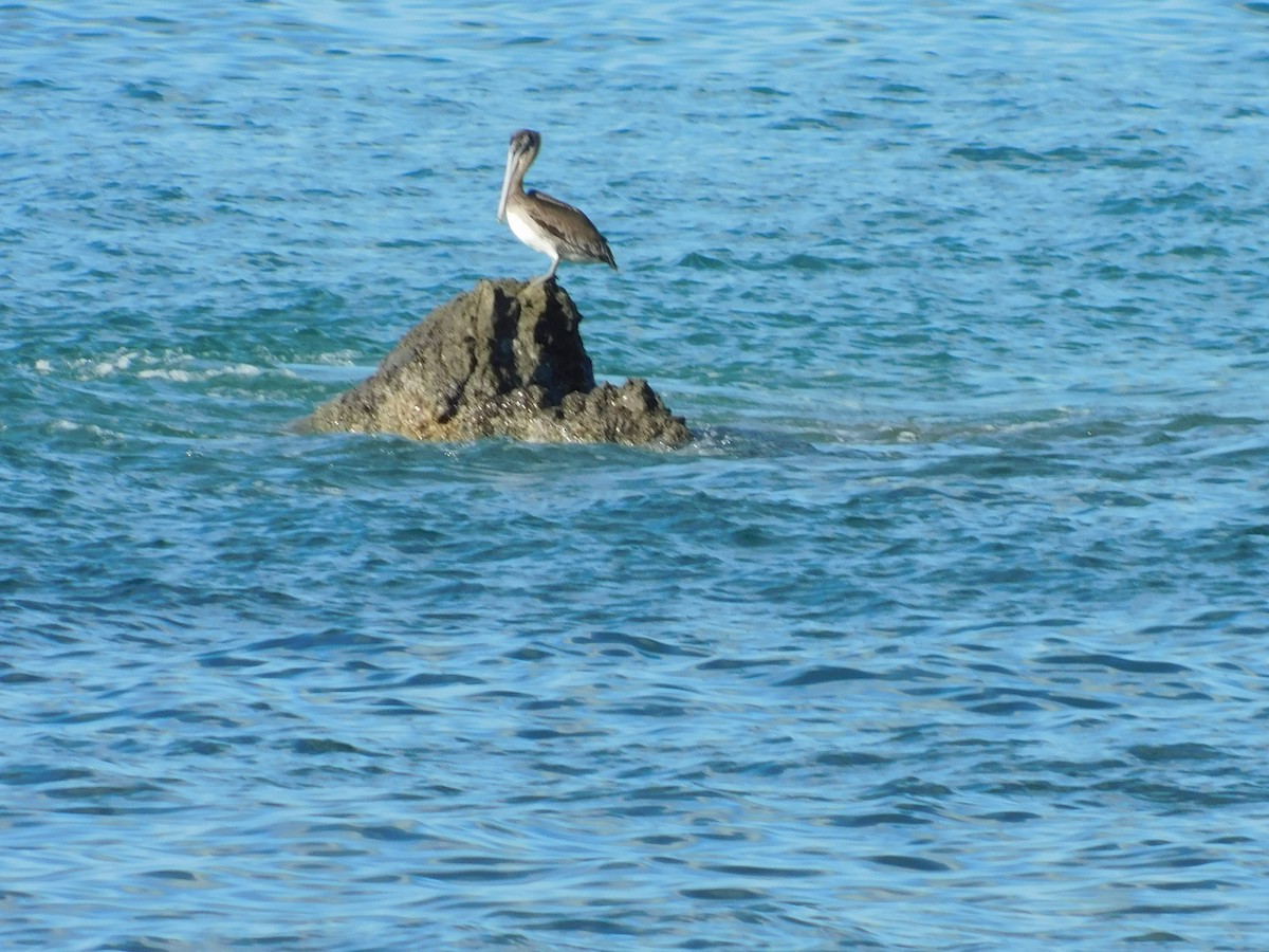 Brown Pelican - MSU environmental studies  Study Abroad