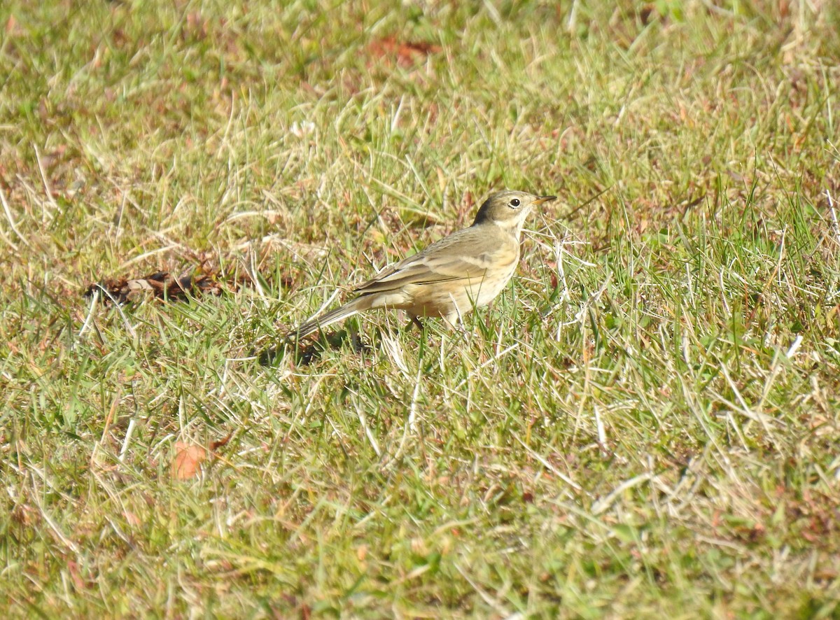 American Pipit - ML486153471