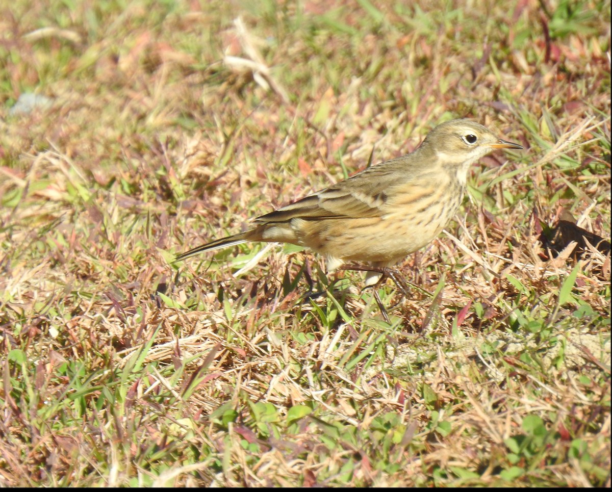 American Pipit - ML486153481