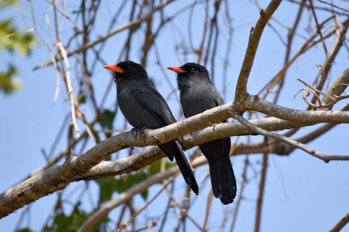 Schwarzstirn-Faulvogel - ML486154601