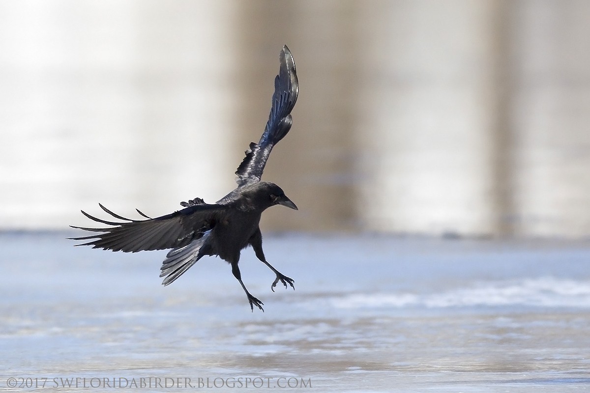 American Crow - Bob Pelkey