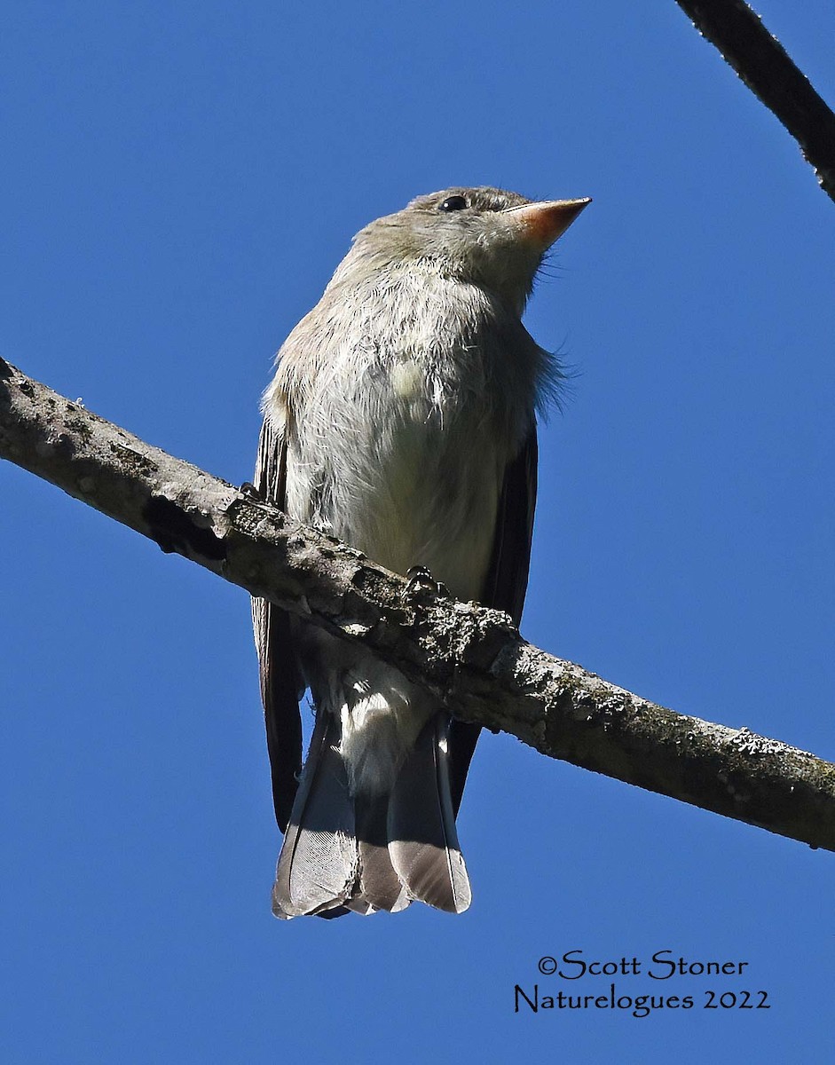 Eastern Wood-Pewee - ML486157161