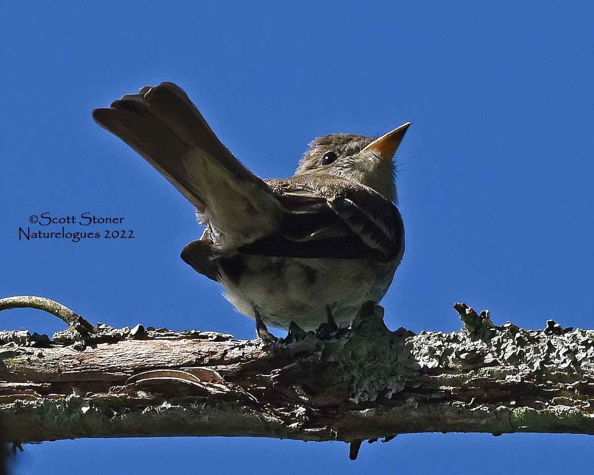 Hellbauch-Schnäppertyrann - ML486157171