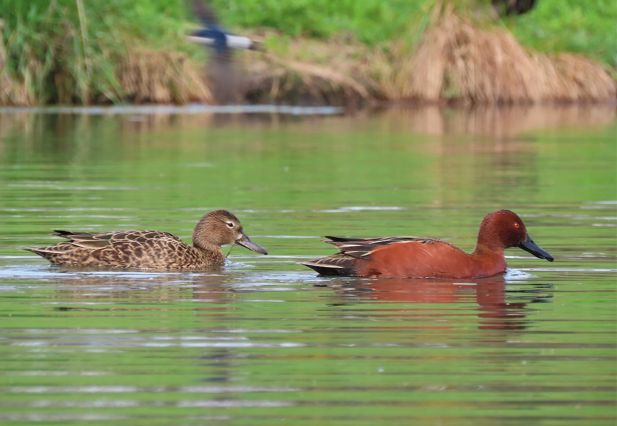 Cinnamon Teal - ML486158561