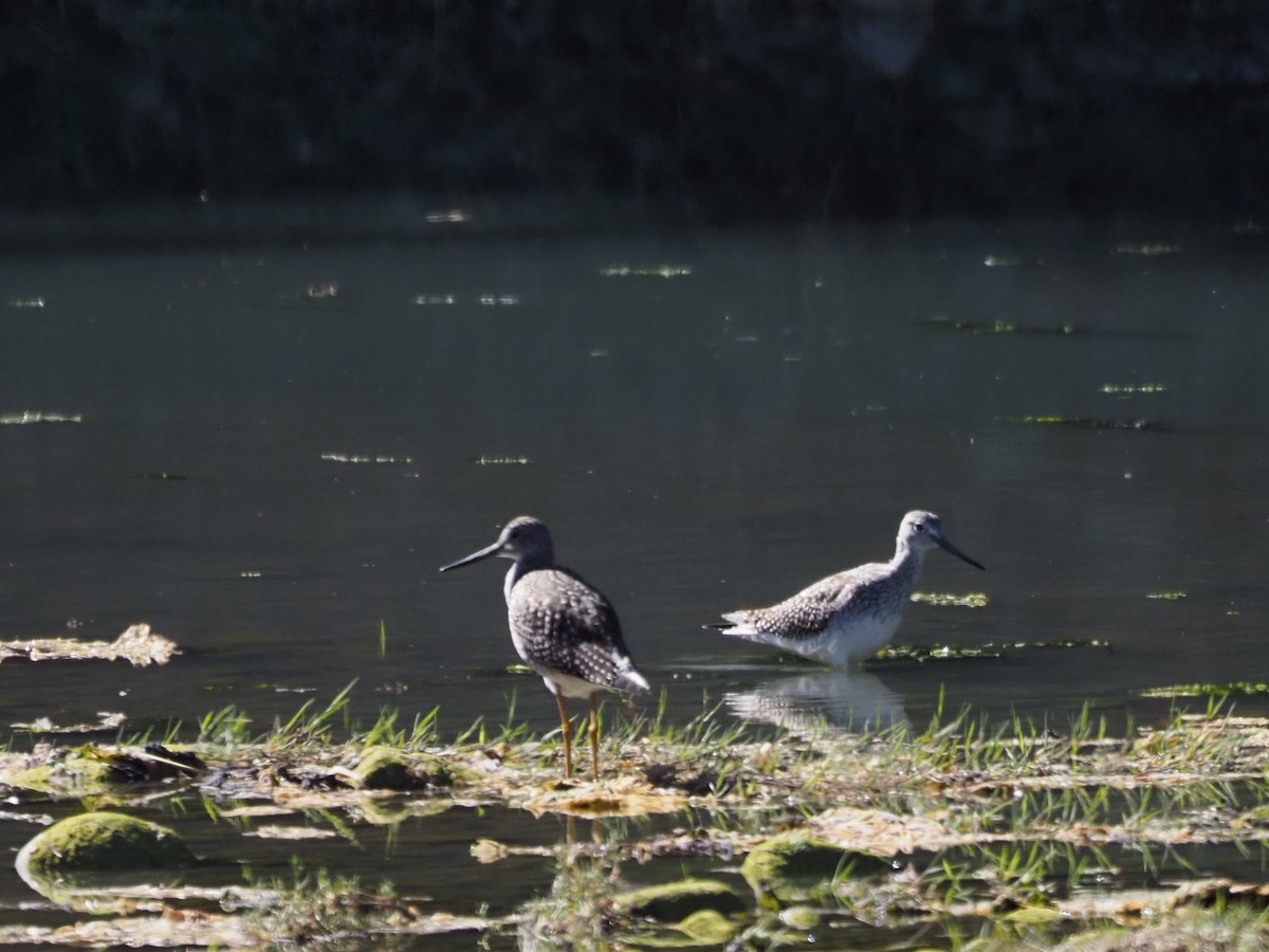 Greater Yellowlegs - ML486160351