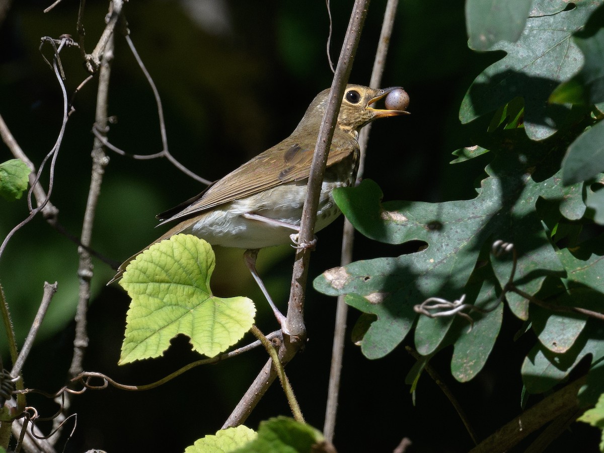 Swainson's Thrush - ML486161031