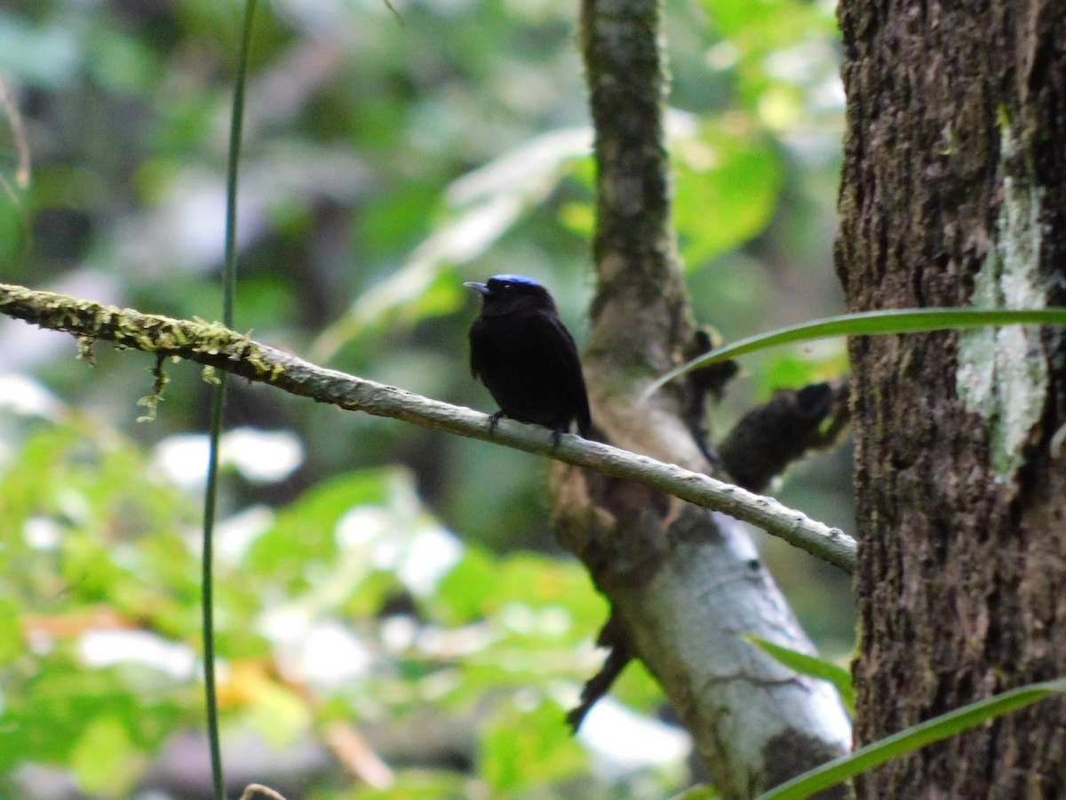 Velvety Manakin - MSU environmental studies  Study Abroad