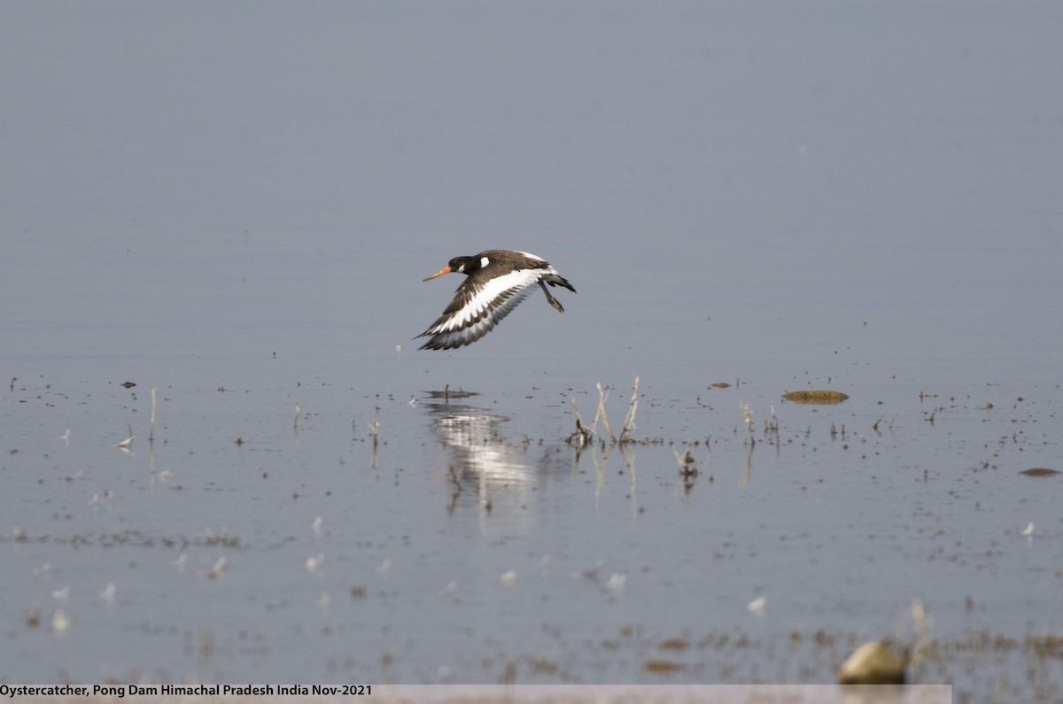 Eurasian Oystercatcher - ML486162071