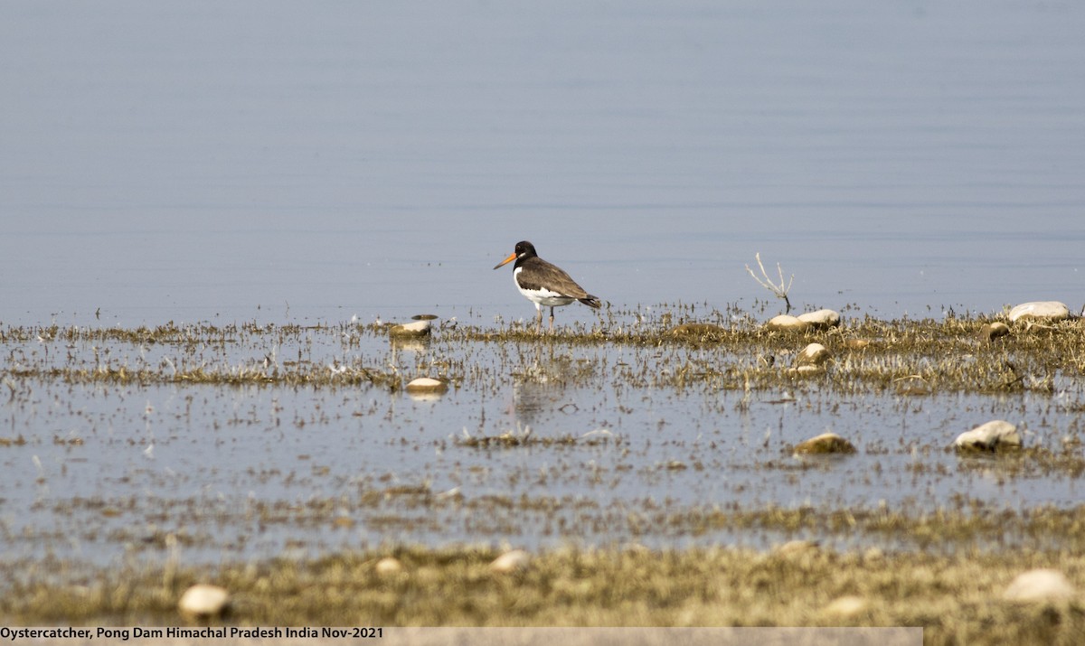 Eurasian Oystercatcher - ML486162091