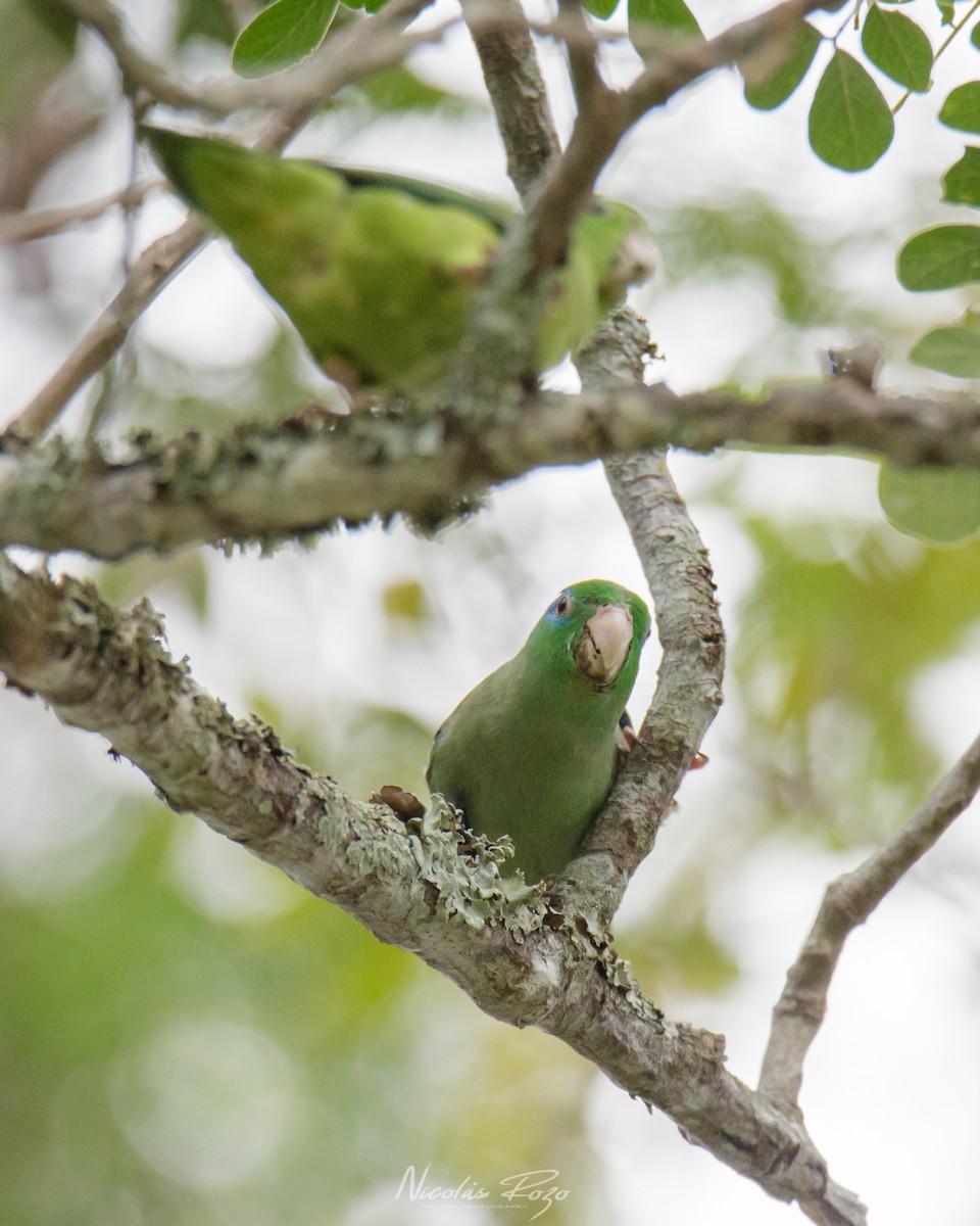 Spectacled Parrotlet - Nicolás Rozo