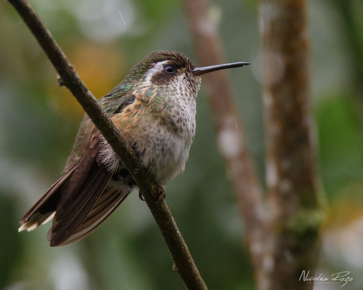 Speckled Hummingbird - Nicolás Rozo