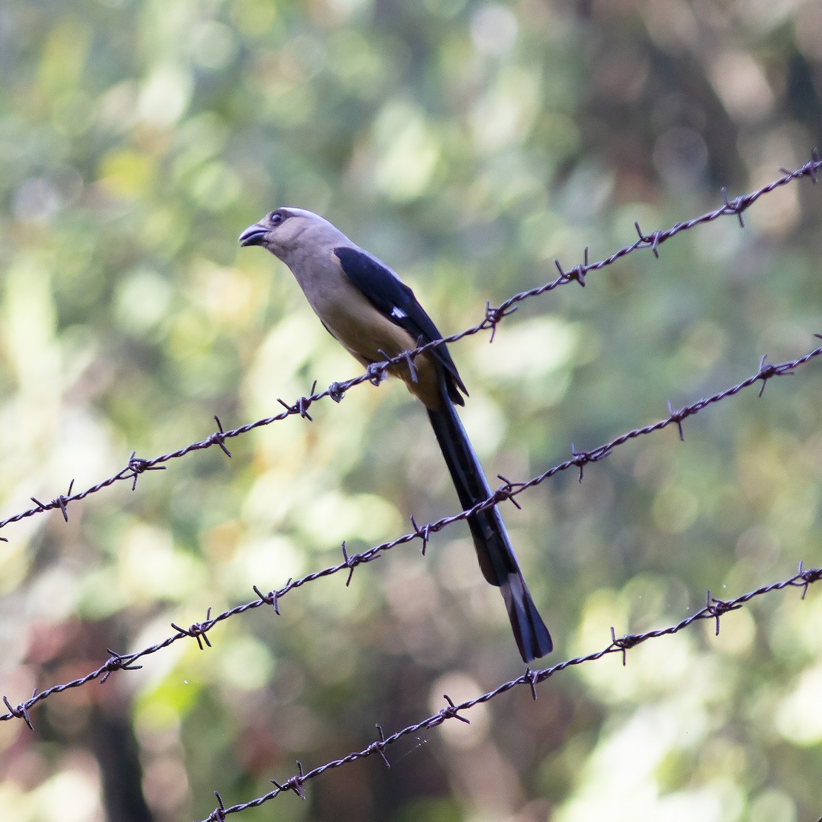 Bornean Treepie - ML486163861