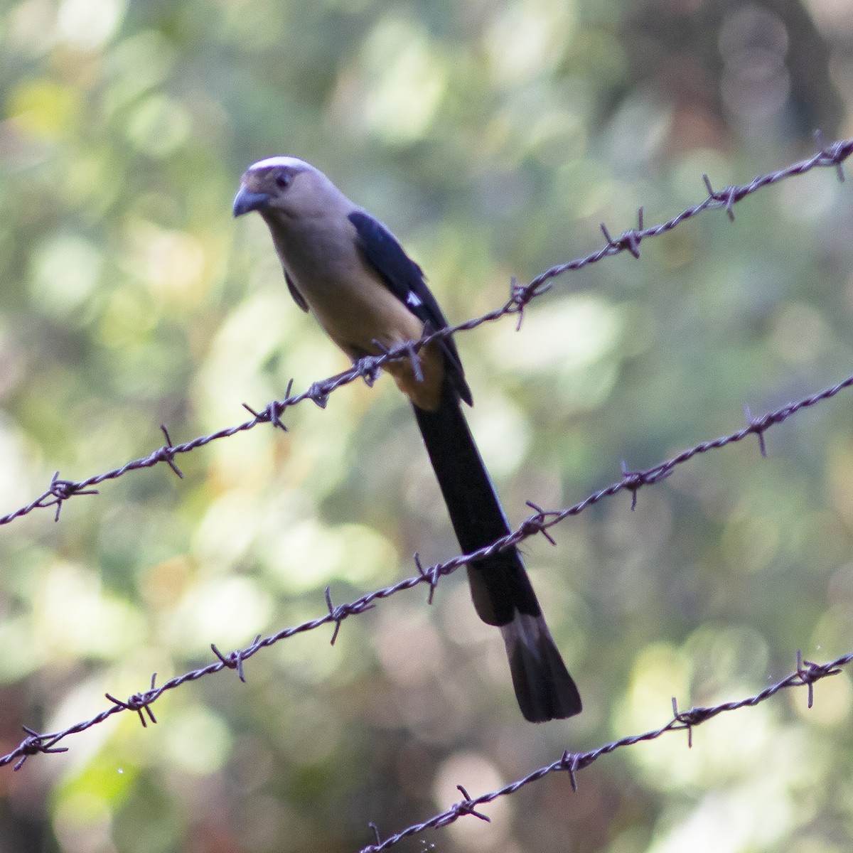 Bornean Treepie - ML486163871