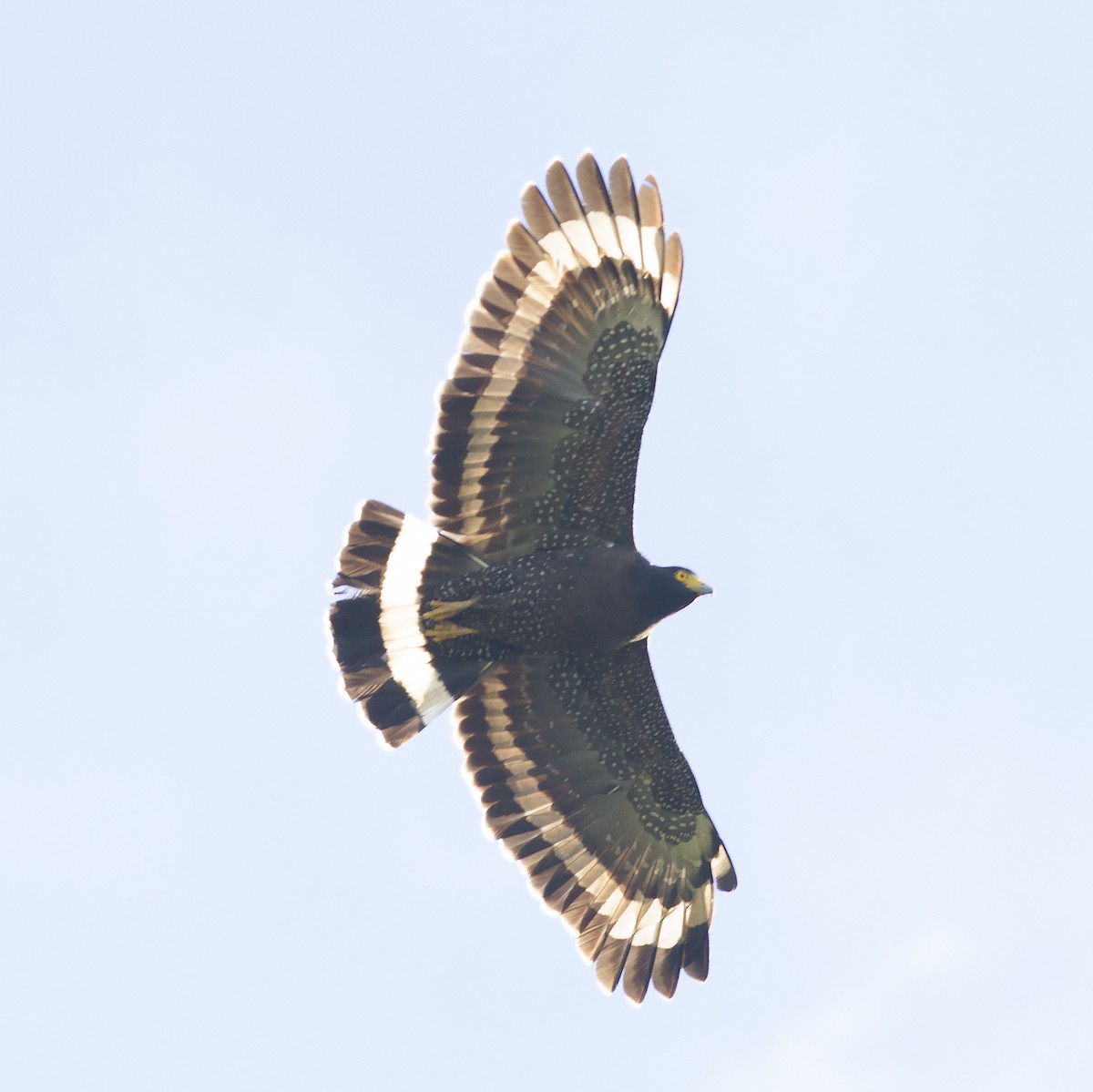 Mountain Serpent-Eagle - ML486164111