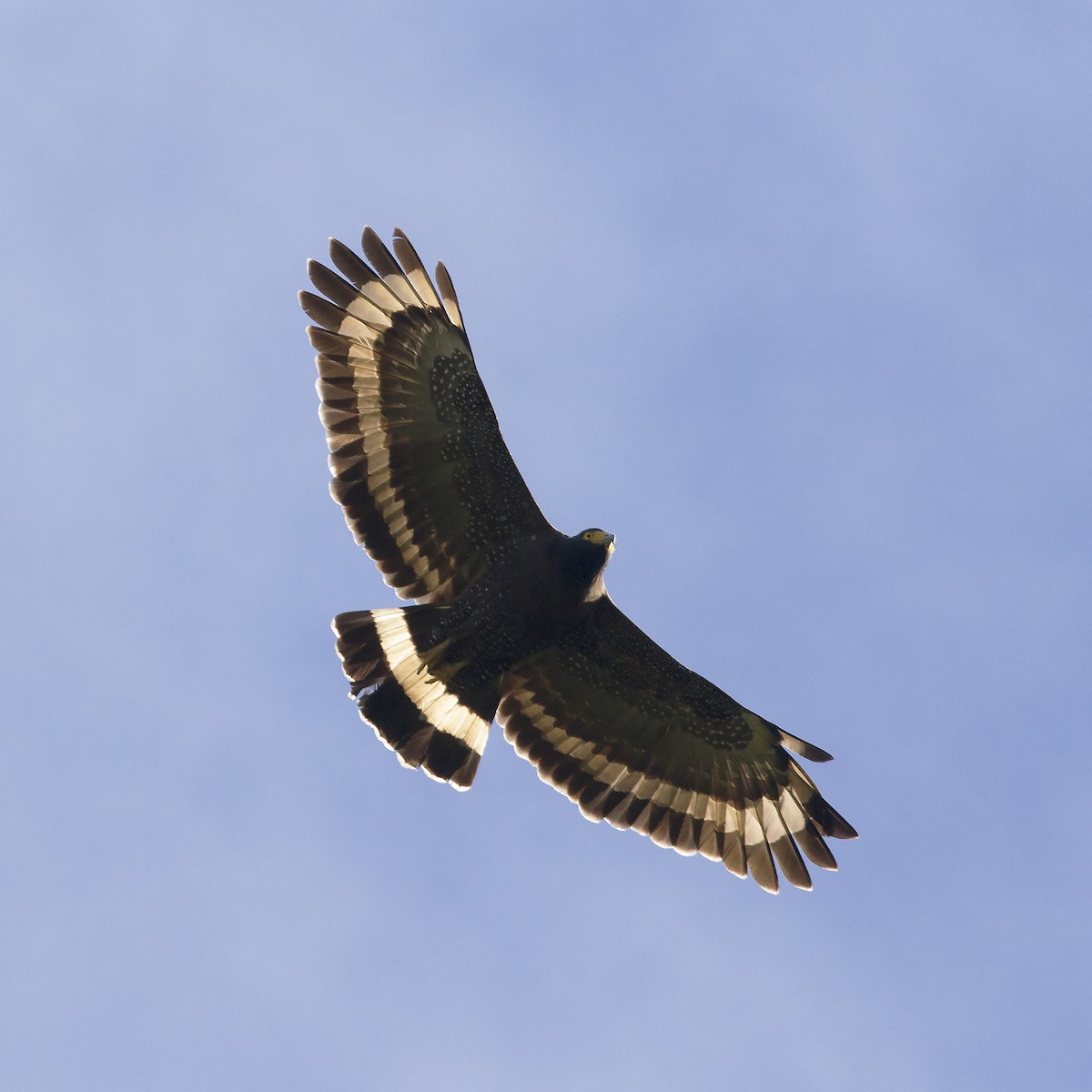 Mountain Serpent-Eagle - ML486164121