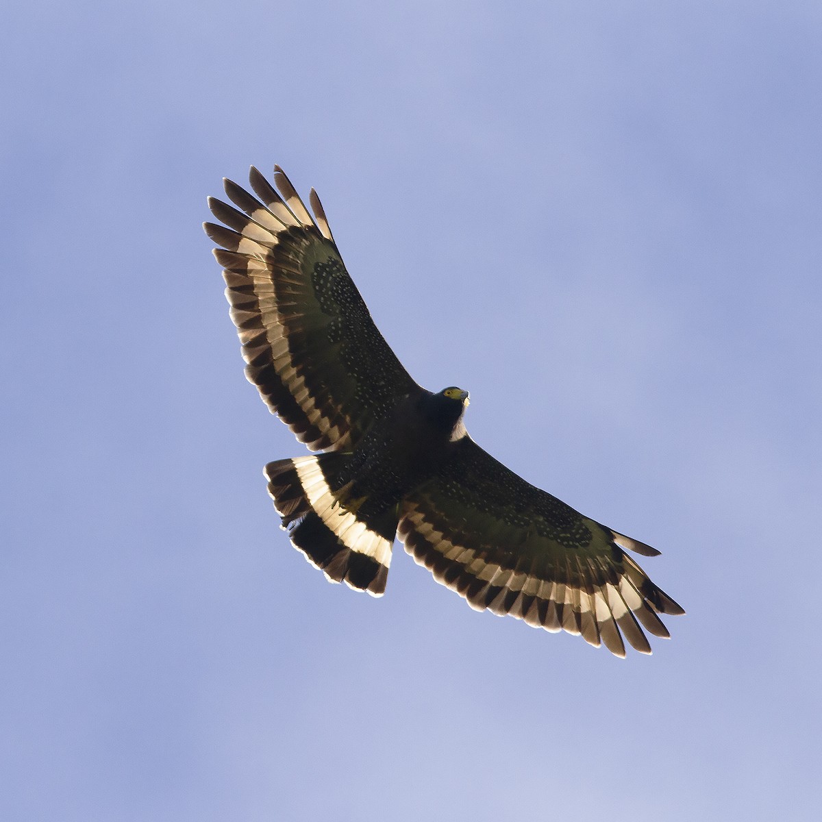 Mountain Serpent-Eagle - ML486164141