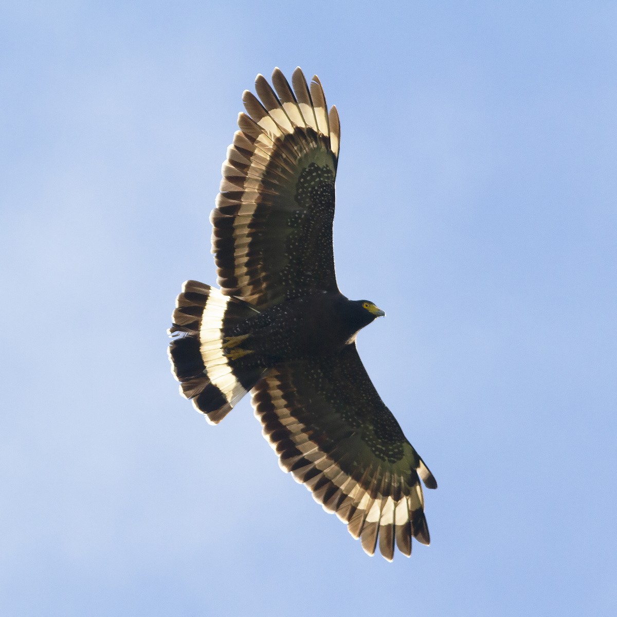 Mountain Serpent-Eagle - ML486164161