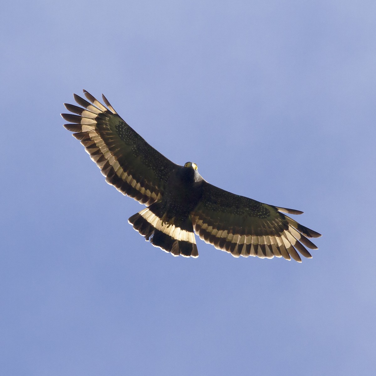 Mountain Serpent-Eagle - ML486164171