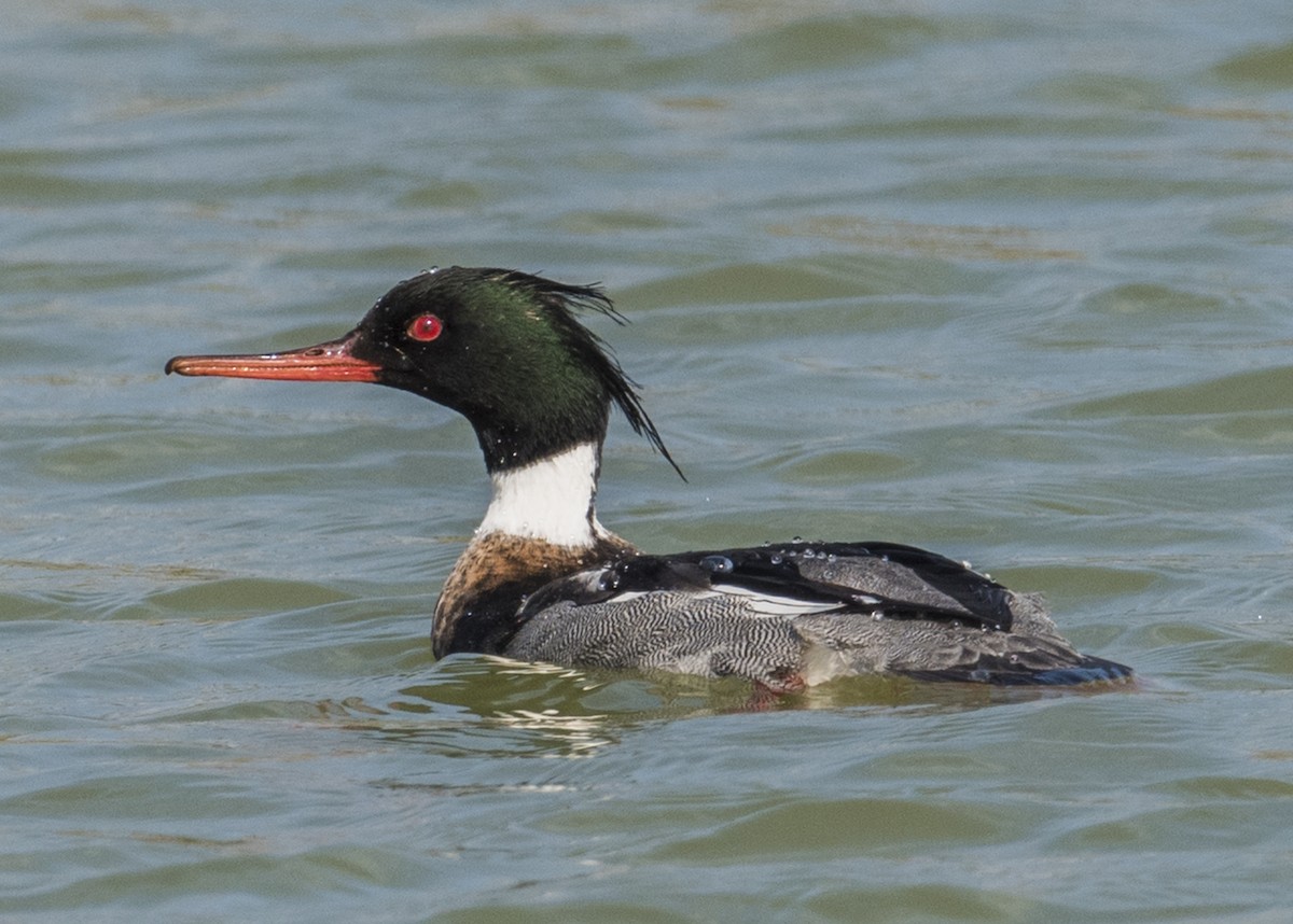 Red-breasted Merganser - ML48616451