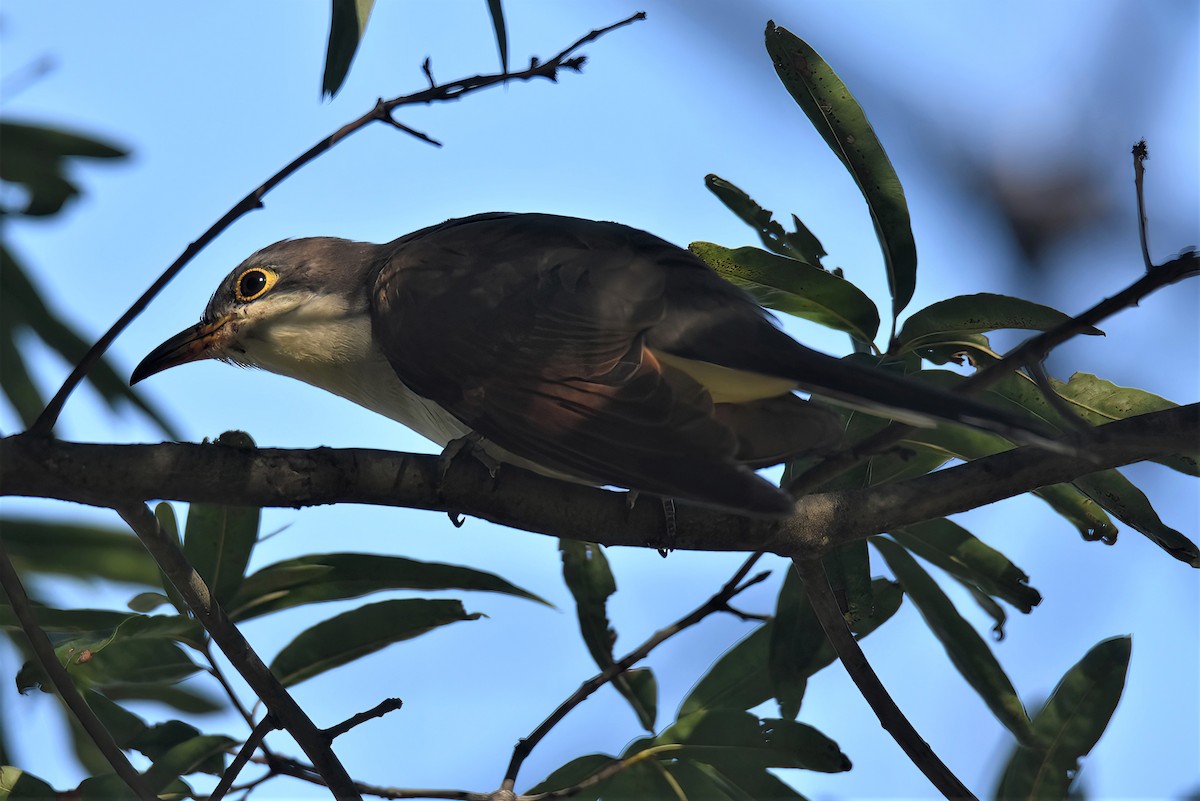 Yellow-billed Cuckoo - ML486165291