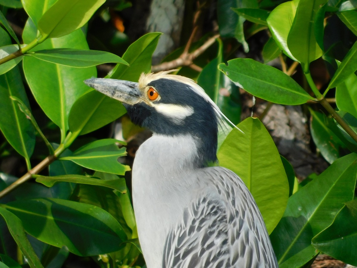 Yellow-crowned Night Heron - MSU environmental studies  Study Abroad