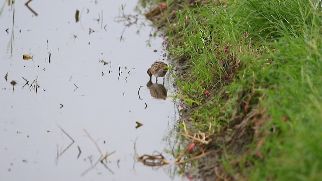 Swinhoe's Snipe - ML486166011