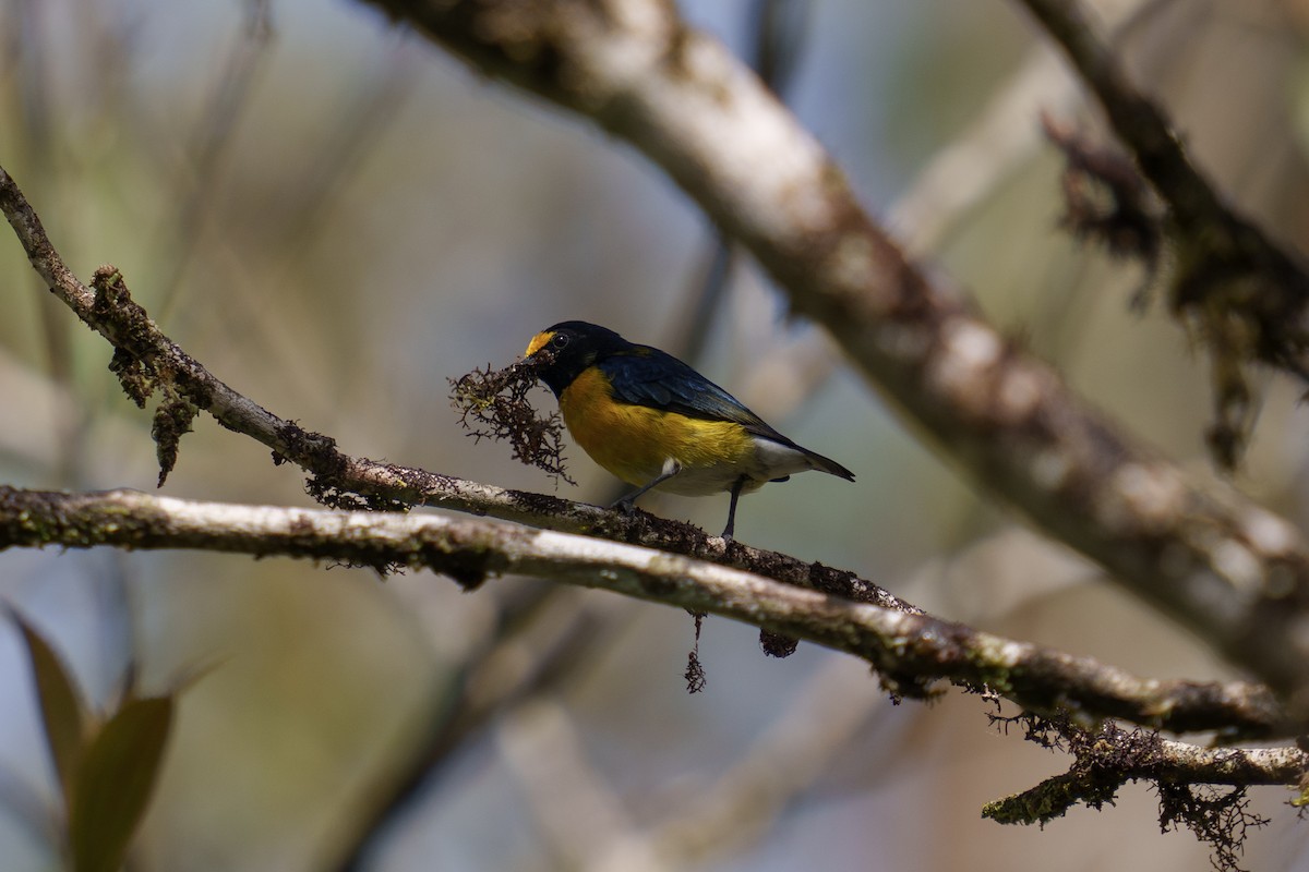 White-vented Euphonia - ML486167261