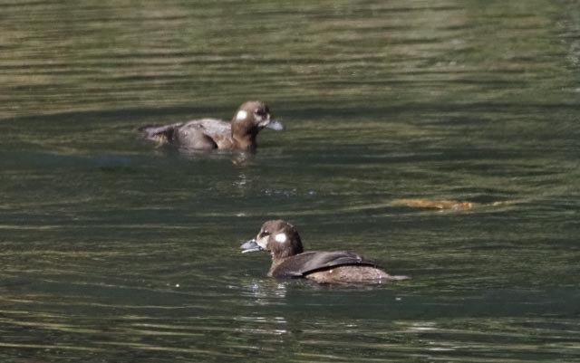 Harlequin Duck - ML486167351