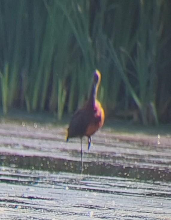 White-faced Ibis - Brent Musser