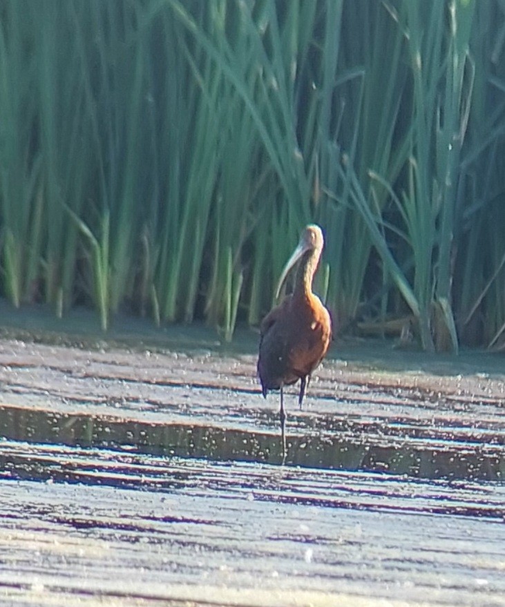 White-faced Ibis - Brent Musser