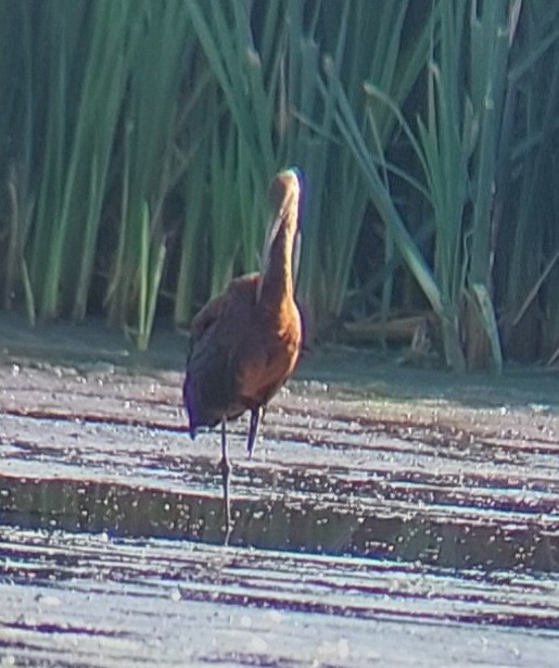 White-faced Ibis - Brent Musser