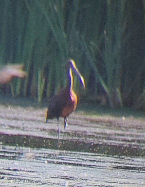 White-faced Ibis - Brent Musser